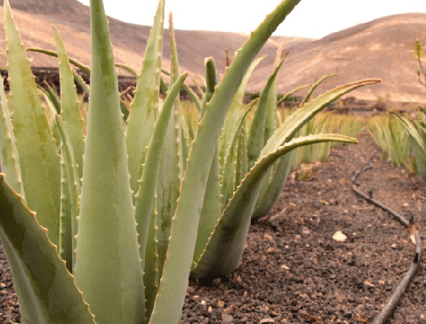 aloe vera plant
