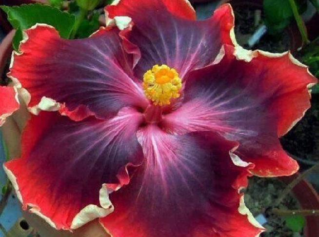 Hibiscus flower