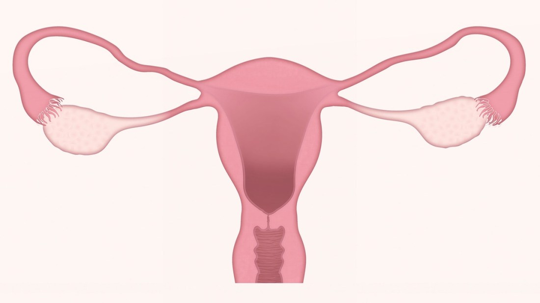 Picture of the female reproductive system