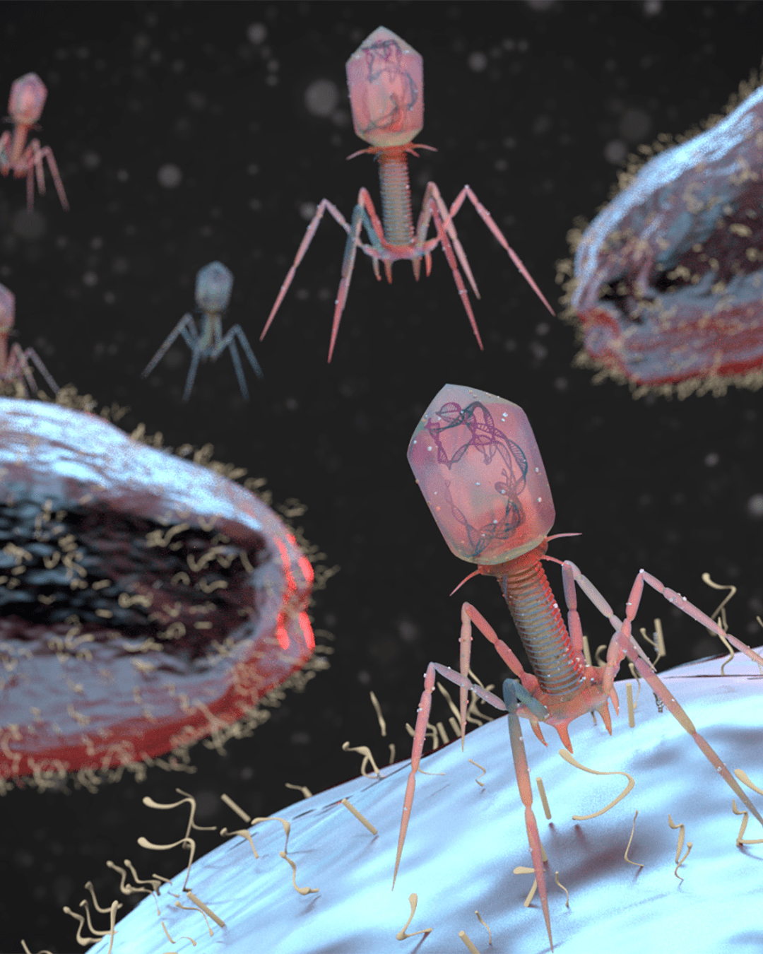 Can Bacteriophage Therapy Replace Antibiotics to Combat Bacterial Resistance?